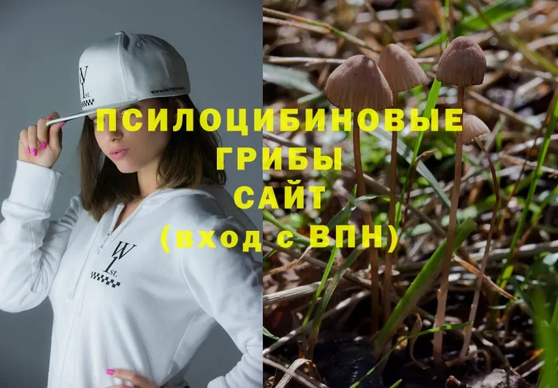 Галлюциногенные грибы Magic Shrooms  Венёв 